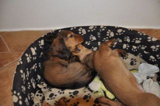 Jamnik d�ugow�osy